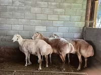 Brebis, Afghan Arabi sheep — photo 3