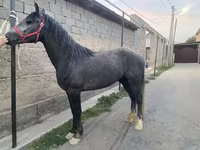 Cheval, Kustanai horse — photo 1