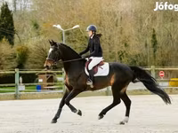 Cavalo, Belgian warmblood horse — foto 4