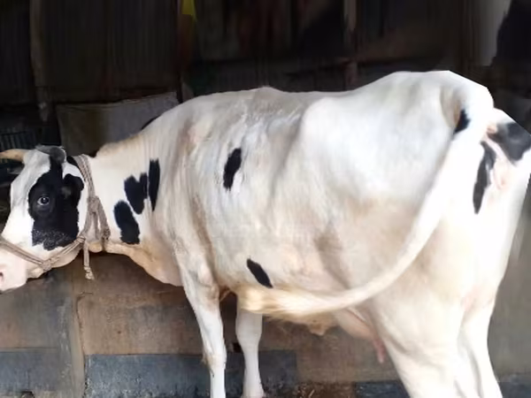 Vache, Race Holstein