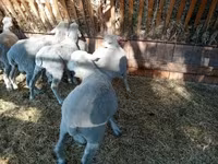 公羊, Merino sheep — 照片 5