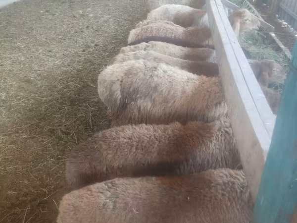 Oveja, Ovejas