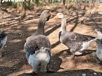Geese — الصورة 4
