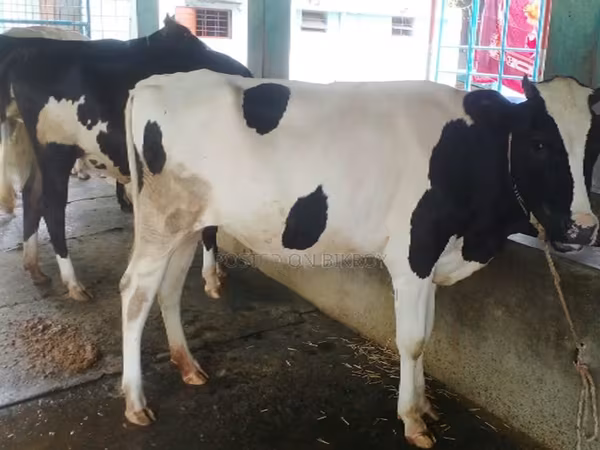 Vache, Russian Black pied cattle