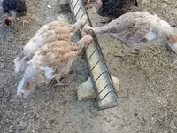 Turkeys — الصورة 4