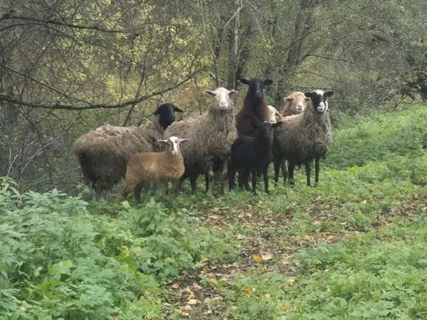 Sheep, Sheep