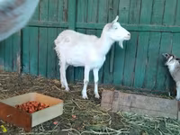 बकरी, Saanen goat — फ़ोटो 8
