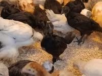 Ayam Cemani — foto 3