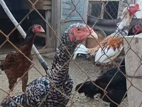 Gallina checa dorada veteada — foto 8