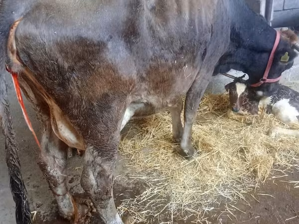 Корова, Russian Black pied cattle