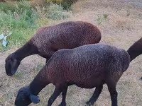 Yegua, Caballos — foto 1