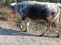Cow, Belgian Blue — photo 3