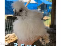 Silkie — foto 2