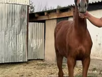فرس, Anglo-Arabian — الصورة 1