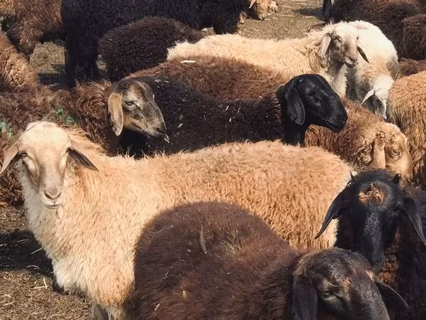 Bélier, Katum sheep