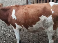 Krowa, Simmental cattle — zdjęcie 2