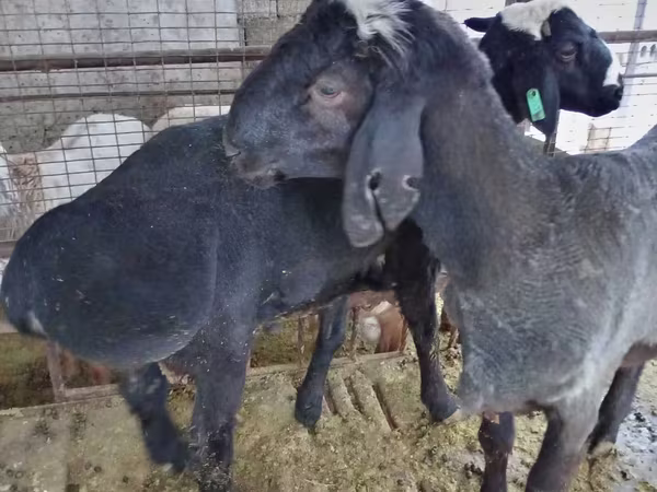 Ram, Blackheaded Persian sheep
