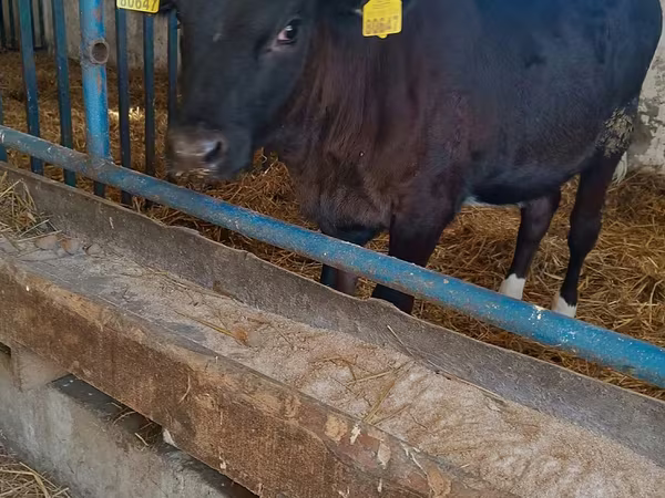 Vaca, Aberdeen-Angus