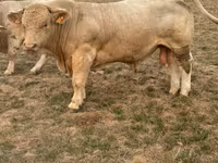 Taureau, Charolais cattle — photo 3