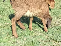 Bélier, Moutons — photo 2