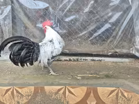 ब्रेकल — फ़ोटो 4