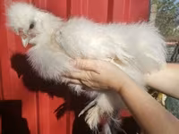 Silkie — foto 1