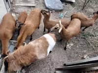 公羊, Cameroon sheep — 照片 2
