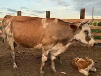 Krava, Swiss cattle — foto 5