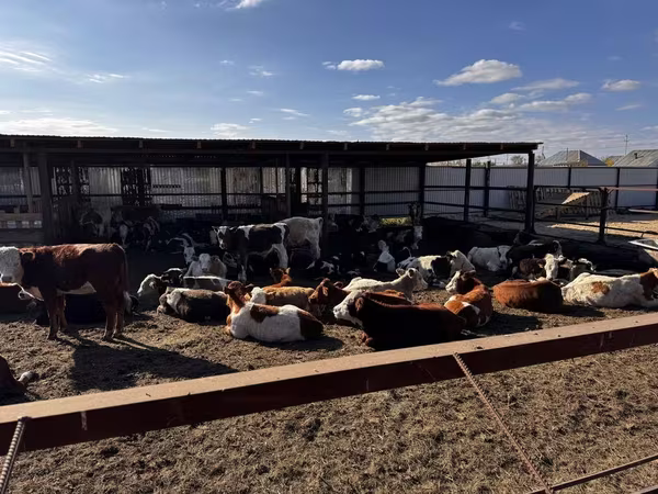 Bulle, Simmental cattle
