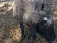 Carnero, Tsigai sheep — foto 2