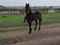 حصان, Friesian — الصورة 3