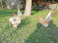 سيراما — الصورة 3
