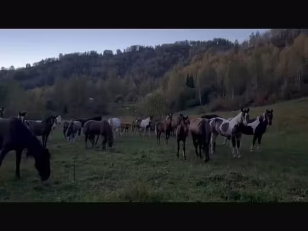 Mare, New Altai Horse
