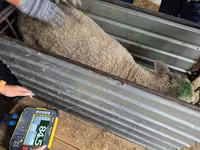 نعجة, Kuibyshev sheep — الصورة 4