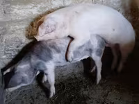 नर सूअर, Ландрас — फ़ोटो 1