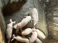 मादा सूअर, Датский ландрас — फ़ोटो 8