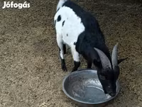 公山羊, Nigerian dwarf goats — 照片 2