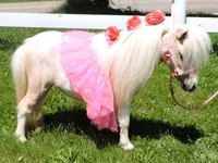 فرس, Miniature horse — الصورة 2