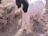 बकरी, Angora goats — फ़ोटो 2
