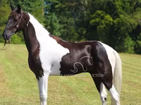 حصان, Tennessee Walking Horse — الصورة 8