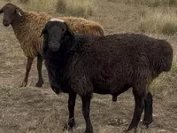 मेढ़ा, Kazakh fat-tailed coarsewool sheep — फ़ोटो 3