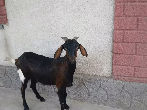 母山羊, Nubian Goat