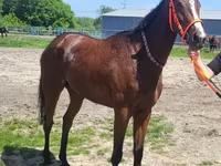 Jument, Arabian horse — photo 5