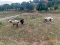 Brebis, Kazakh meat-wool sheep — photo 4