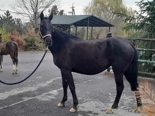 Yegua, Akhal-Teke