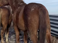 حصان, Kustanai horse — الصورة 2