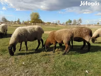 Schaf, Tsigai sheep — Foto 2
