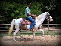 Cheval, National Show Horse — photo 6
