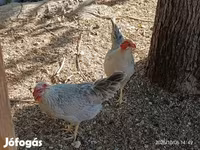 gallina danesa — foto 4