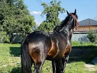Cheval, Swedish warmblood horse — photo 6
